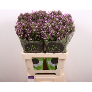 Phlox Pb Violet Eyes