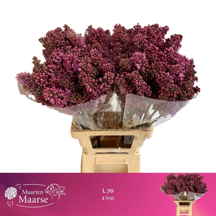 <h4>SYR V R V HORSTENST</h4>