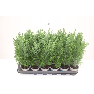 Chamaecyparis La Ellwoodii