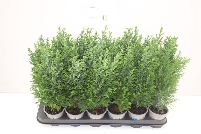 <h4>Chamaecyparis La Ellwoodii</h4>