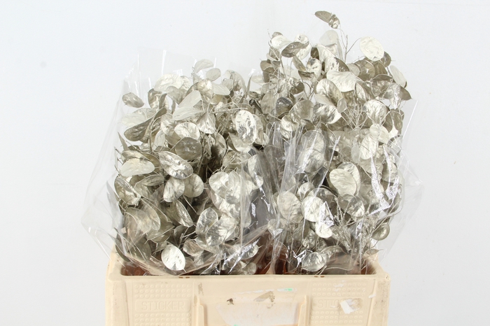 <h4>DF Lunaria Bs Platinum</h4>