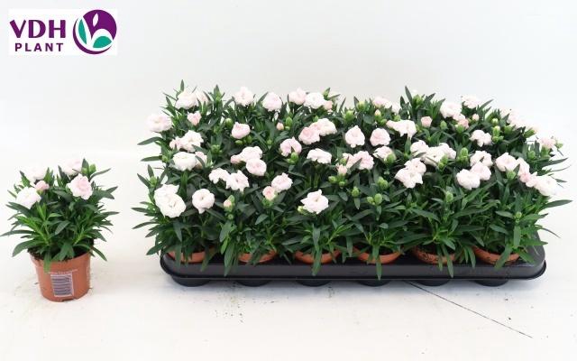 <h4>DIAN OSCAR WHITE</h4>