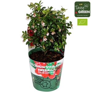 Vaccinium vitis-idea 'Fireballs' Bio P14 potcover