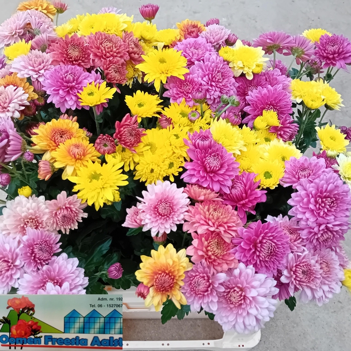 <h4>CHR T BLENDA</h4>