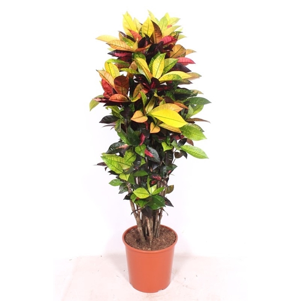<h4>Codiaeum variegatum kleinbladig 'Mrs Iceton'</h4>