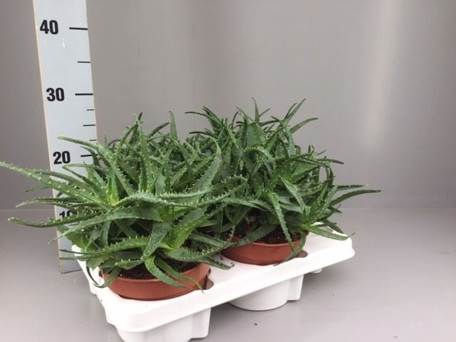 <h4>Aloe arborescens</h4>