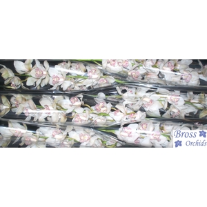 CYMB T MRS SUGAR LEE