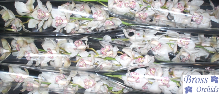 <h4>CYMB T MRS SUGAR LEE</h4>