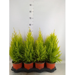 Cupressus macro. 'Goldcrest Wilma'