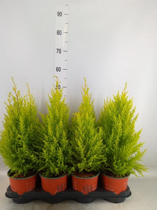 <h4>Cupressus macro. 'Goldcrest Wilma'</h4>