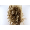 Dried Cortaderia Zaquara Semi Bleached 140cm