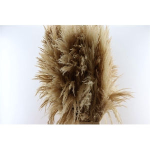 Dried Cortaderia Zaquara Semi Bleached 140cm