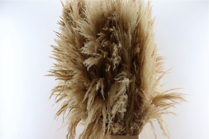 Dried Cortaderia Zaquara Semi Bleached 140cm