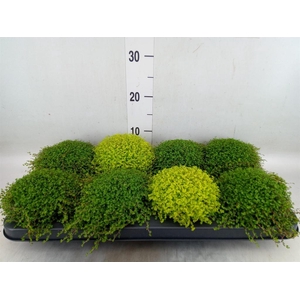 Soleirolia soleirolii   ...mix 2