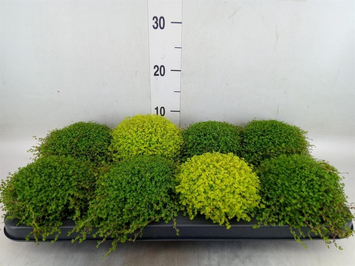 <h4>Soleirolia soleirolii   ...mix 2</h4>