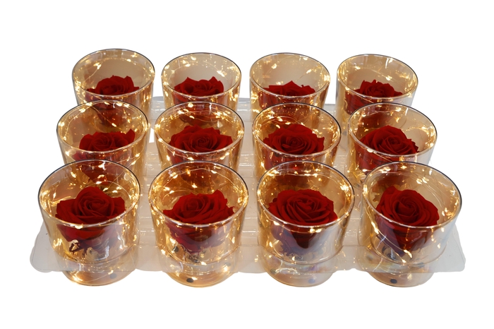 <h4>ARR ROSA POT H%</h4>