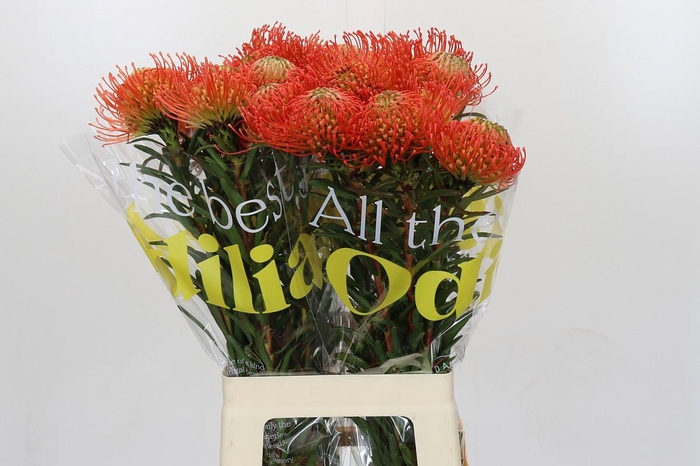 <h4>Nutans Succession</h4>