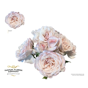 Rosa Spray Garden Dizy