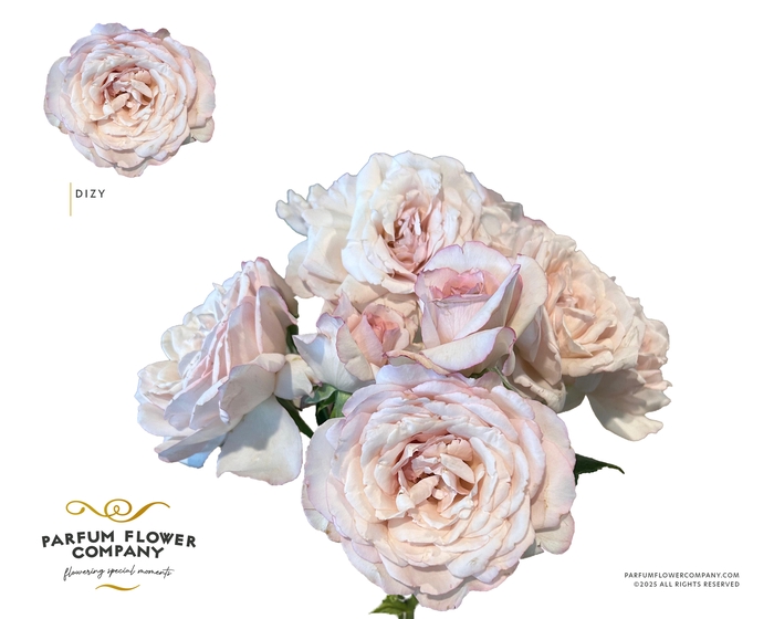 <h4>Rosa Spray Garden Dizy</h4>