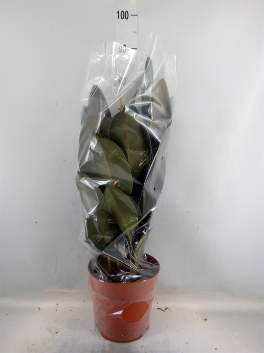 <h4>Ficus elastica 'Abidjan'</h4>