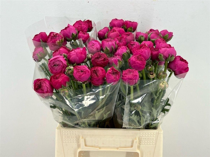 <h4>Ran Aazur Deep Rose N L</h4>