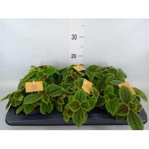 Pilea alumi