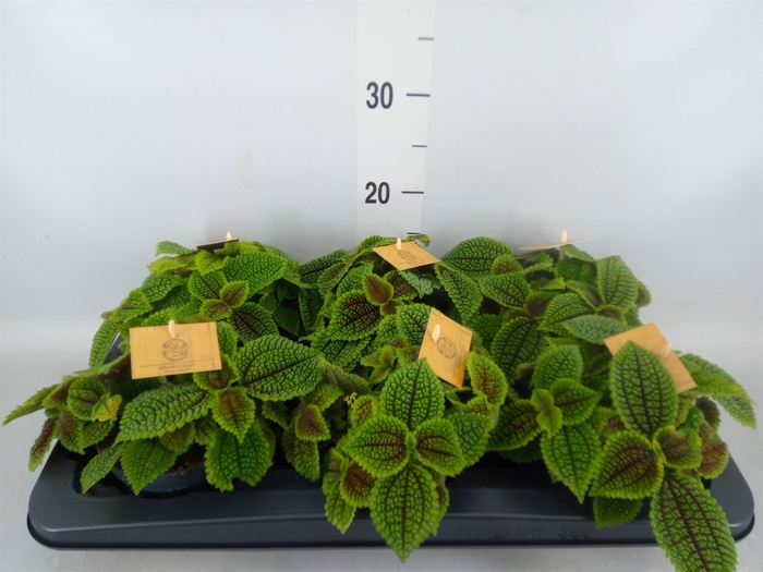 <h4>Pilea alumi</h4>