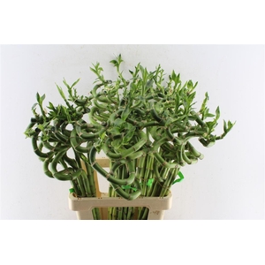 Drac S Lucky Bamboo