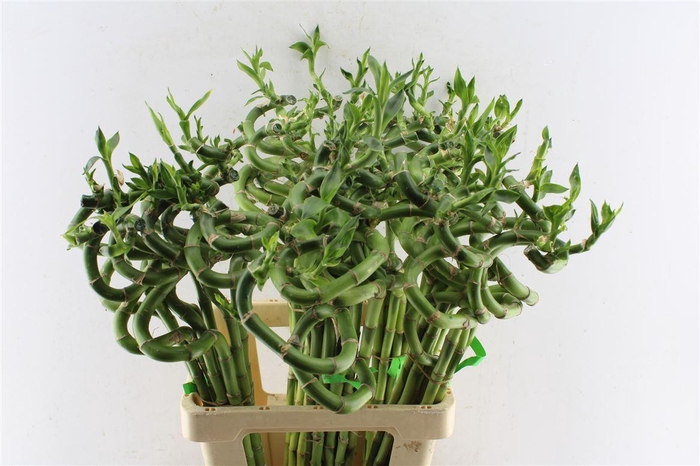 <h4>Drac S Lucky Bamboo</h4>