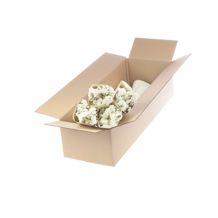 <h4>Statice sin. nat. white</h4>