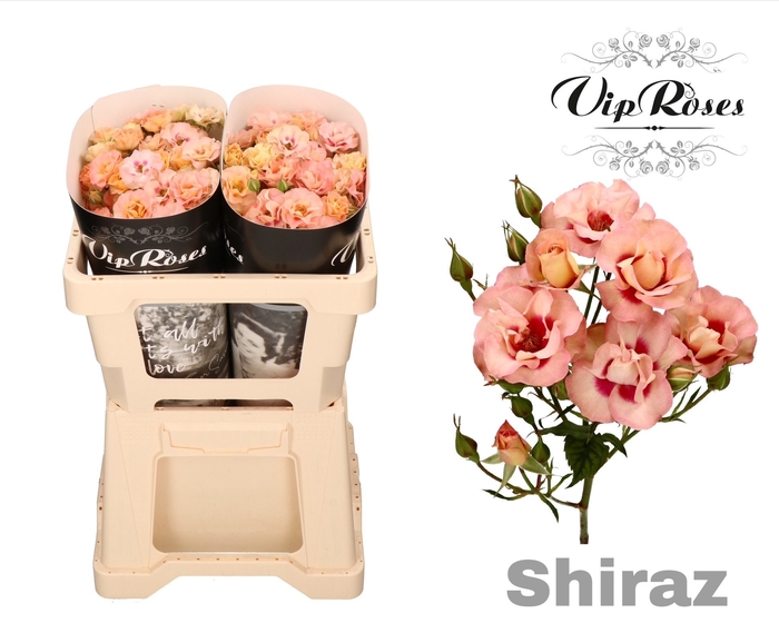 <h4>R TR SHIRAZ!</h4>