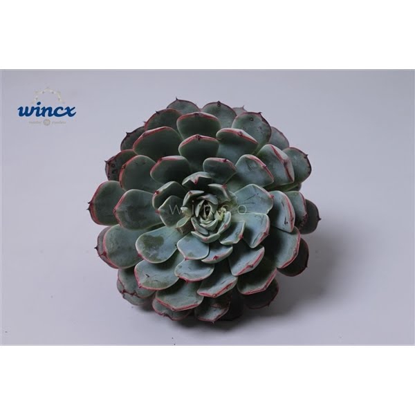 <h4>Echeveria Minima Ssp. Cutflower</h4>