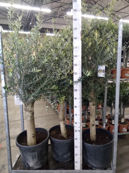 <h4>Olea europaea</h4>