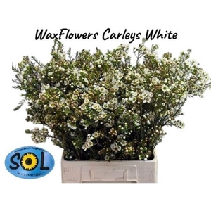 Chame Un Carlys White