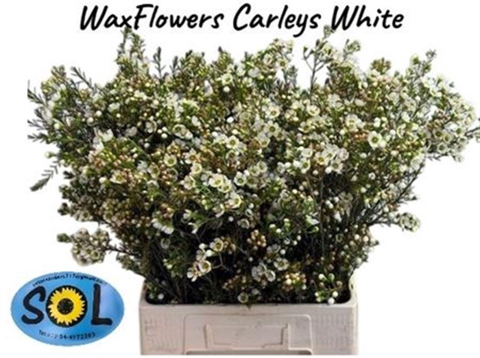 <h4>Chame Un Carlys White</h4>