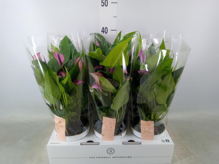<h4>Anthurium 'Zizou'</h4>