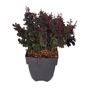 Berberis thunbergii 'Concorde'