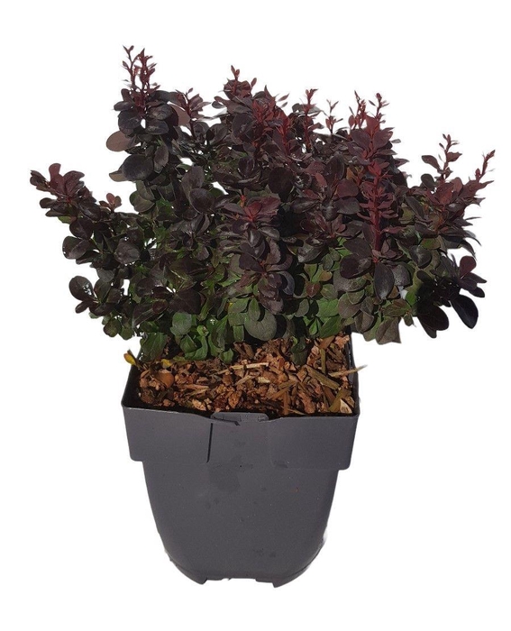 <h4>Berberis thunbergii 'Concorde'</h4>