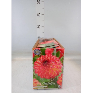 Dahlia   ...flowerbulbs