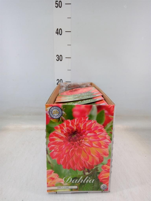 <h4>Dahlia   ...flowerbulbs</h4>