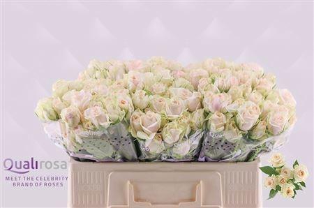 <h4>R TR SUPER BUBBLES</h4>