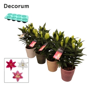 Lilium Oriental 3pp keramiek BLUSH