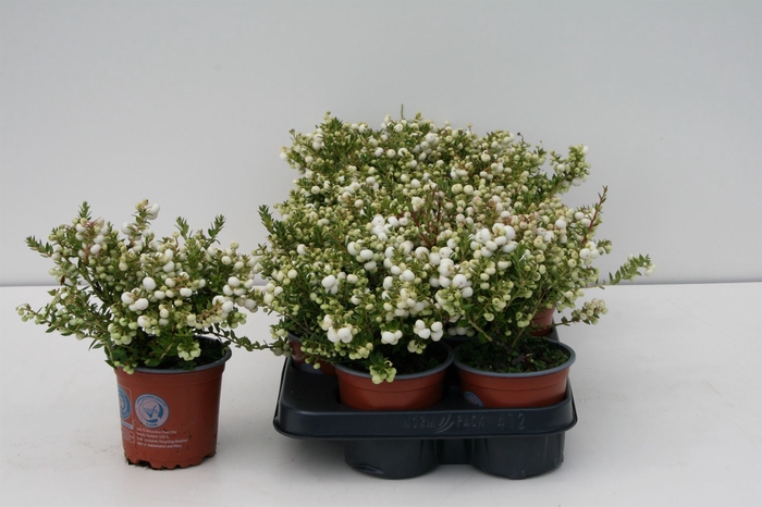 <h4>Gaultheria   ...white berry</h4>