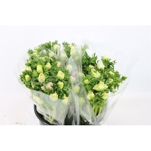 Anem Marianne Panda White