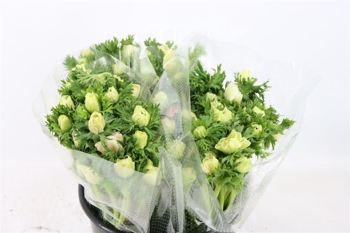 <h4>Anem Marianne Panda White</h4>