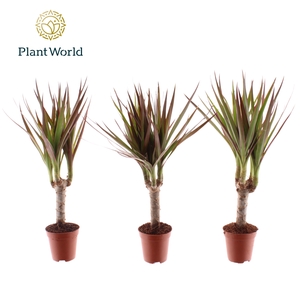 Tiny Tummy Dracaena Magenta