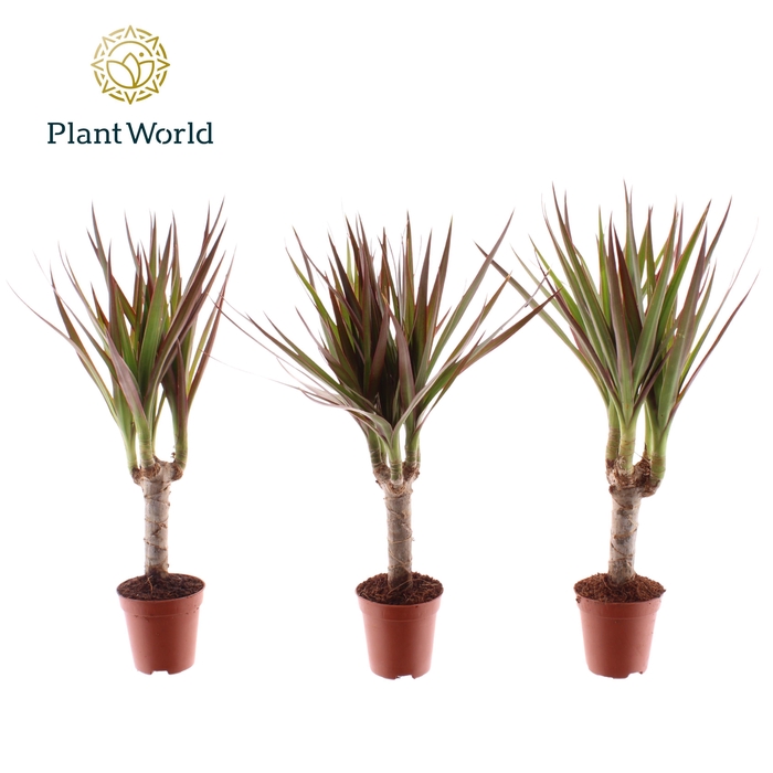 <h4>Tiny Tummy Dracaena Magenta</h4>