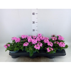 Verbena  'Lascar Hot Rose'