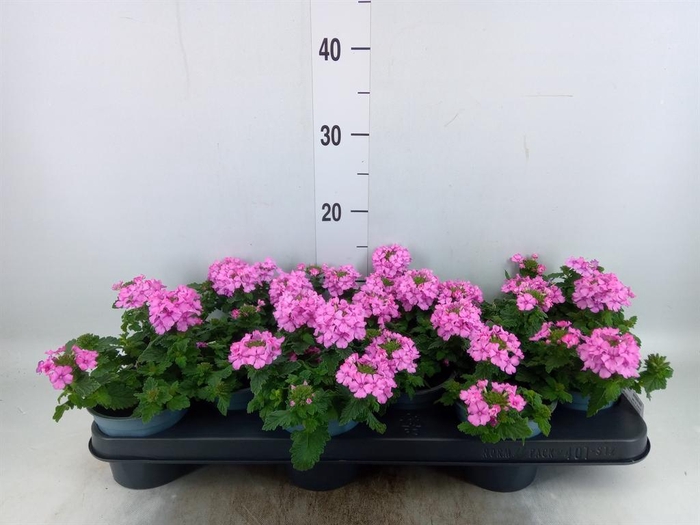 <h4>Verbena  'Lascar Hot Rose'</h4>