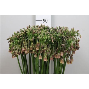 Nect Siculum Bulgar